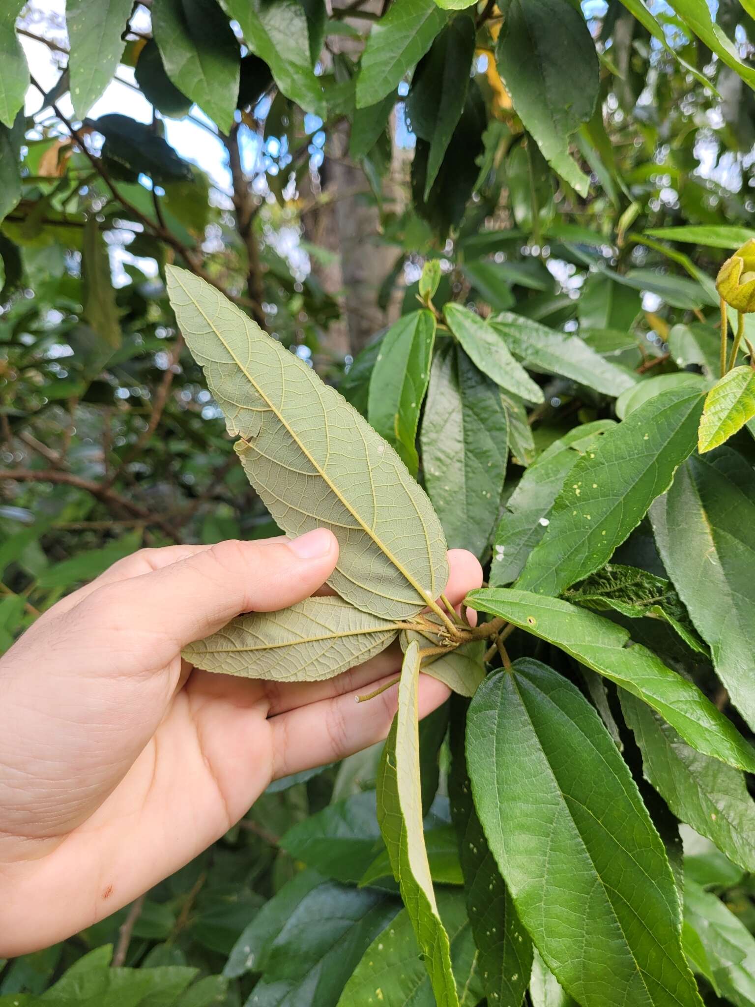 Image of Callianthe rufinerva (A. St.-Hil.) Donnell