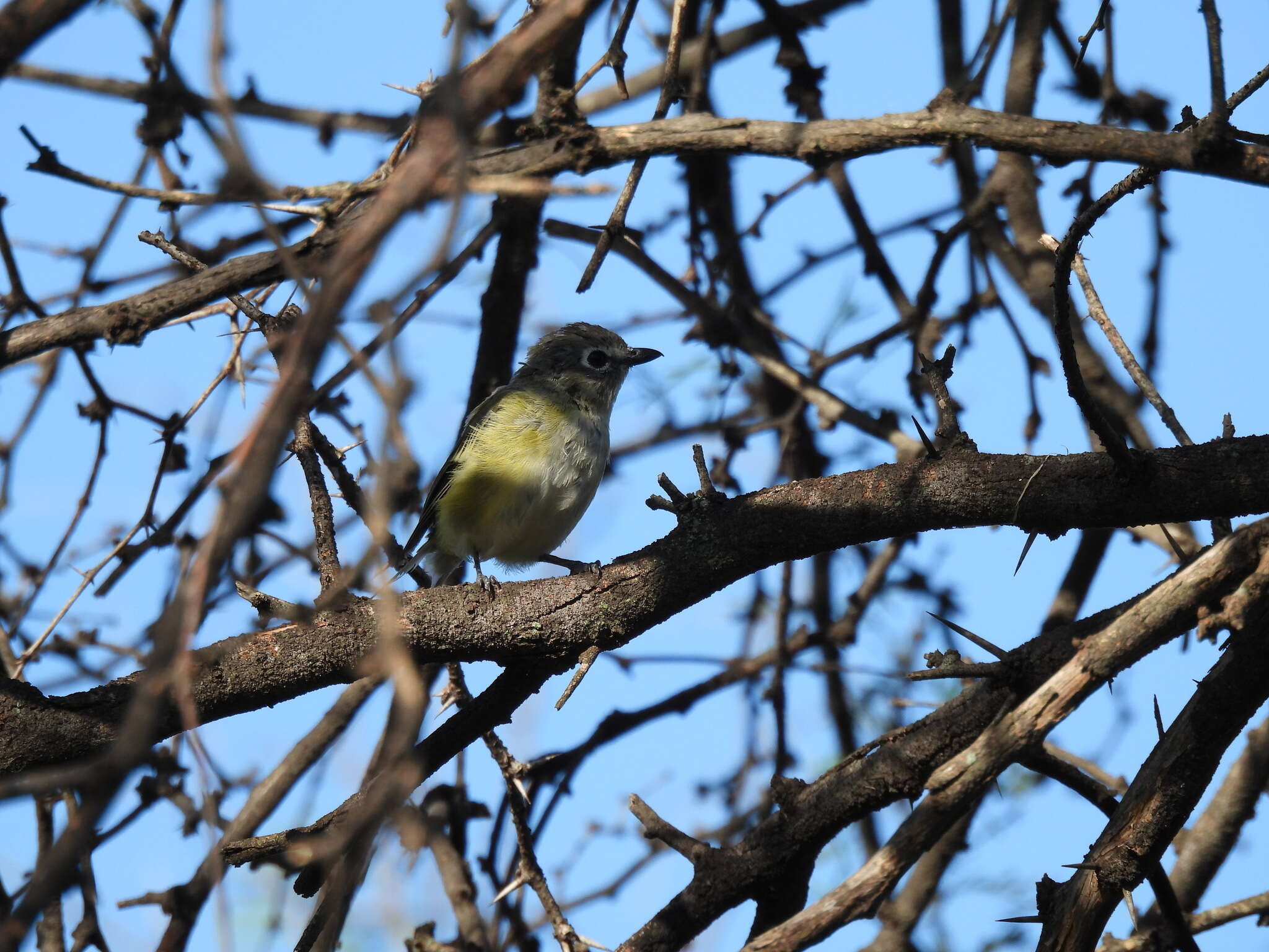 Image of Vireo cassinii lucasanus Brewster 1891