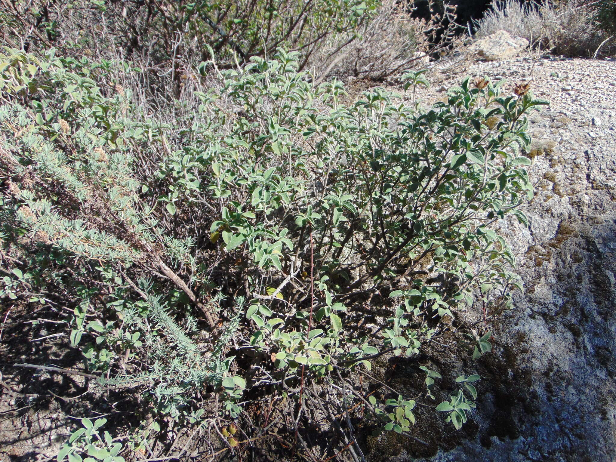 Image of Cistus creticus subsp. eriocephalus (Viv.) Greuter & Burdet