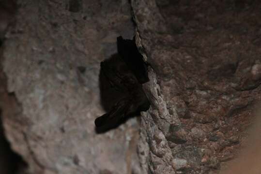 Image of Ozark big-eared bat