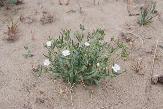 Image of Silene samojedorum (Sambuk) Oxelman