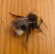 Image of Bombus sylvestris (Lepeletier 1832)