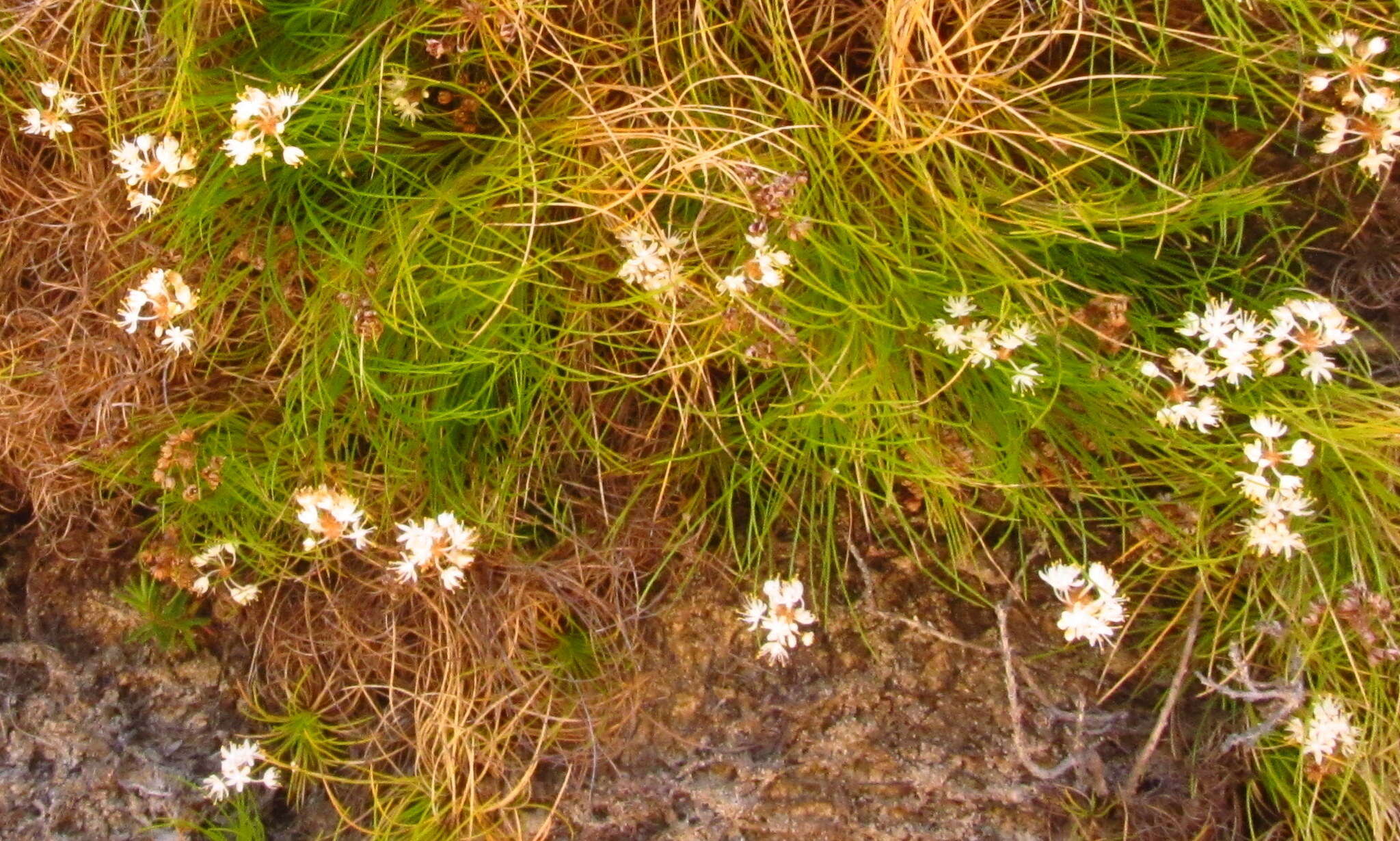 Image of Alania cunninghamii Steud.