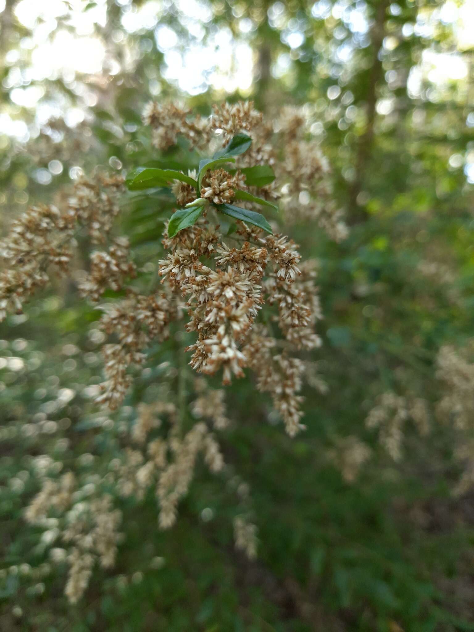 Plancia ëd Cassinia subtropica F. Müll.