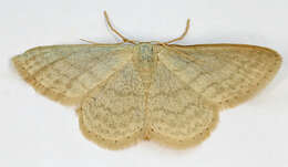 صورة Idaea subsericeata Haworth 1809