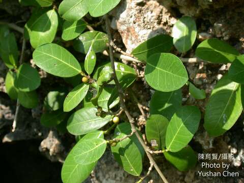 Imagem de Ficus tinctoria Forst. fil.