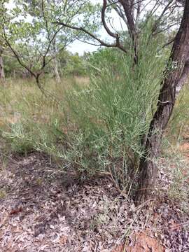 Image of Thesium celatum N. E. Br.