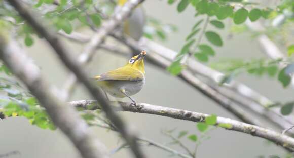 Image of Sangkar White-eye