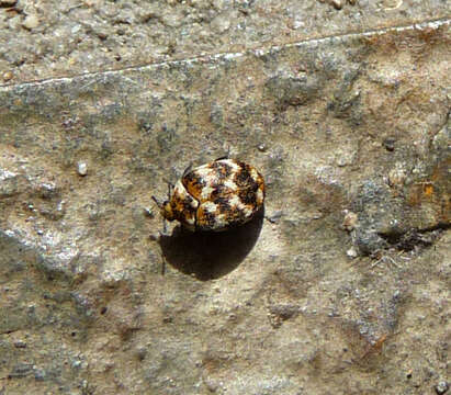 Image of Sacramento Anthicid Beetle