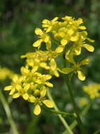 Image of perennial bastardcabbage