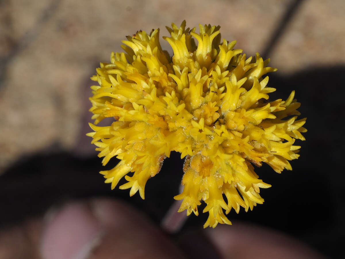 Crassula namaquensis subsp. lutea (Schönl.) Tölken resmi