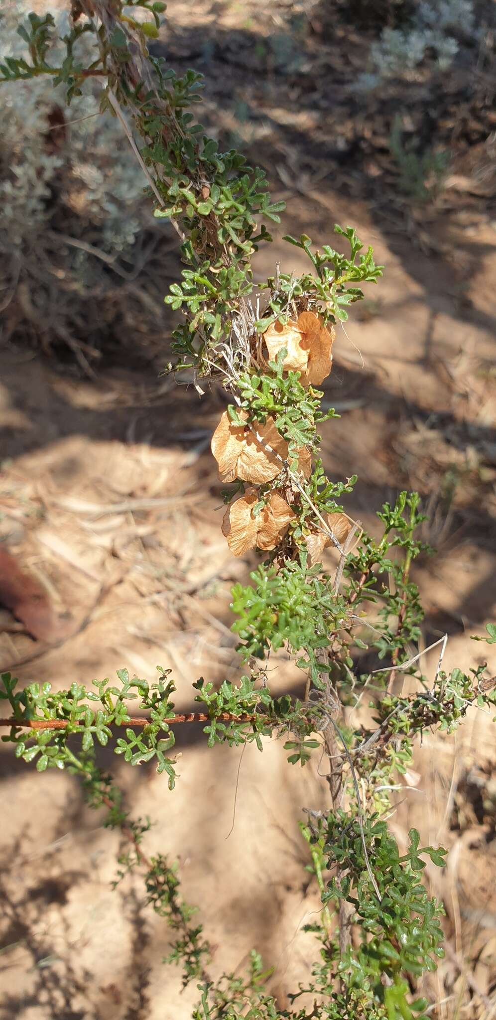 Image of Dodonaea microzyga F. Müll.