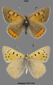 Plancia ëd Lycaena phlaeas arethusa (Walley-Dod 1907)