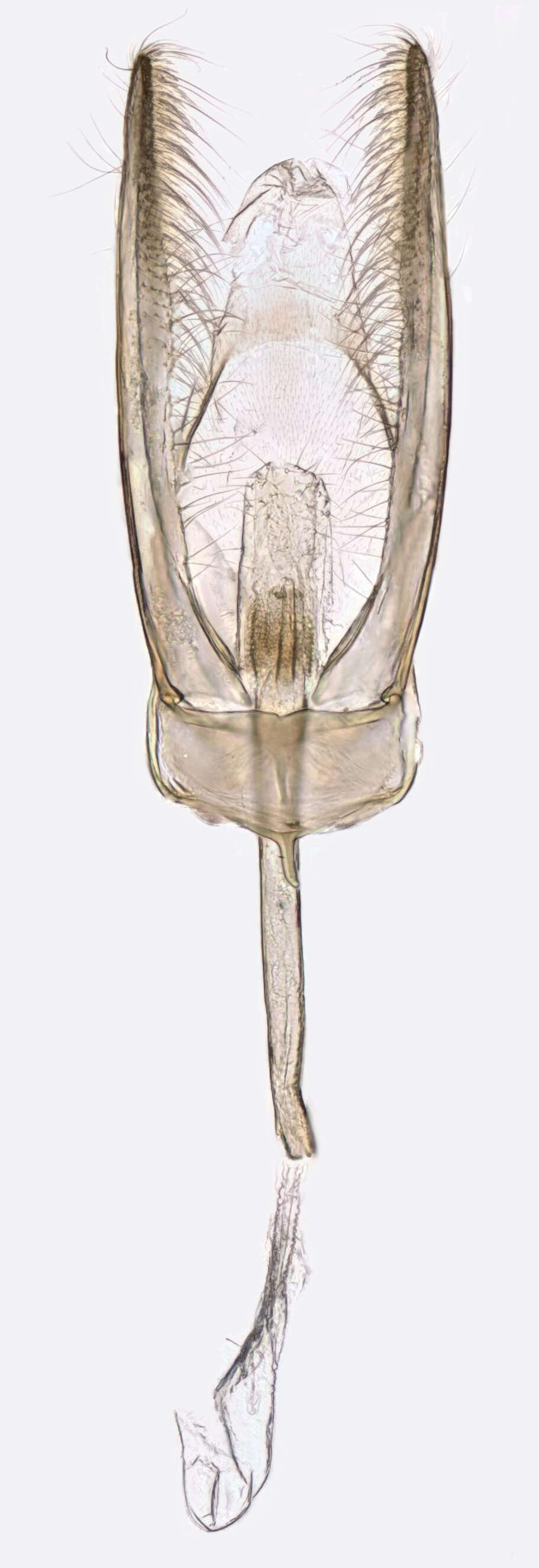 Image of Glyphipterix simpliciella Stephens 1834