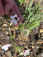 Image of Pelargonium tricolor (Jacq.) Curt.