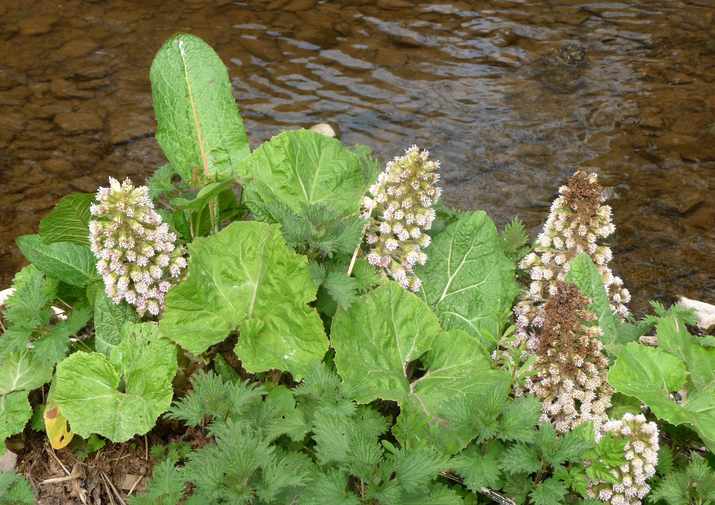 Image of pestilence wort