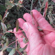 Image of Hyssop-Leaf Sandmat