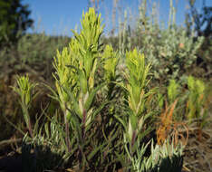 Image of <i>Castilleja <i>pilosa</i></i> var. pilosa