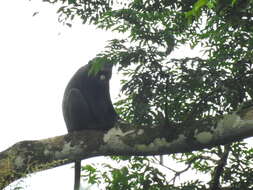 Image of Greater Spot-nosed Guenon