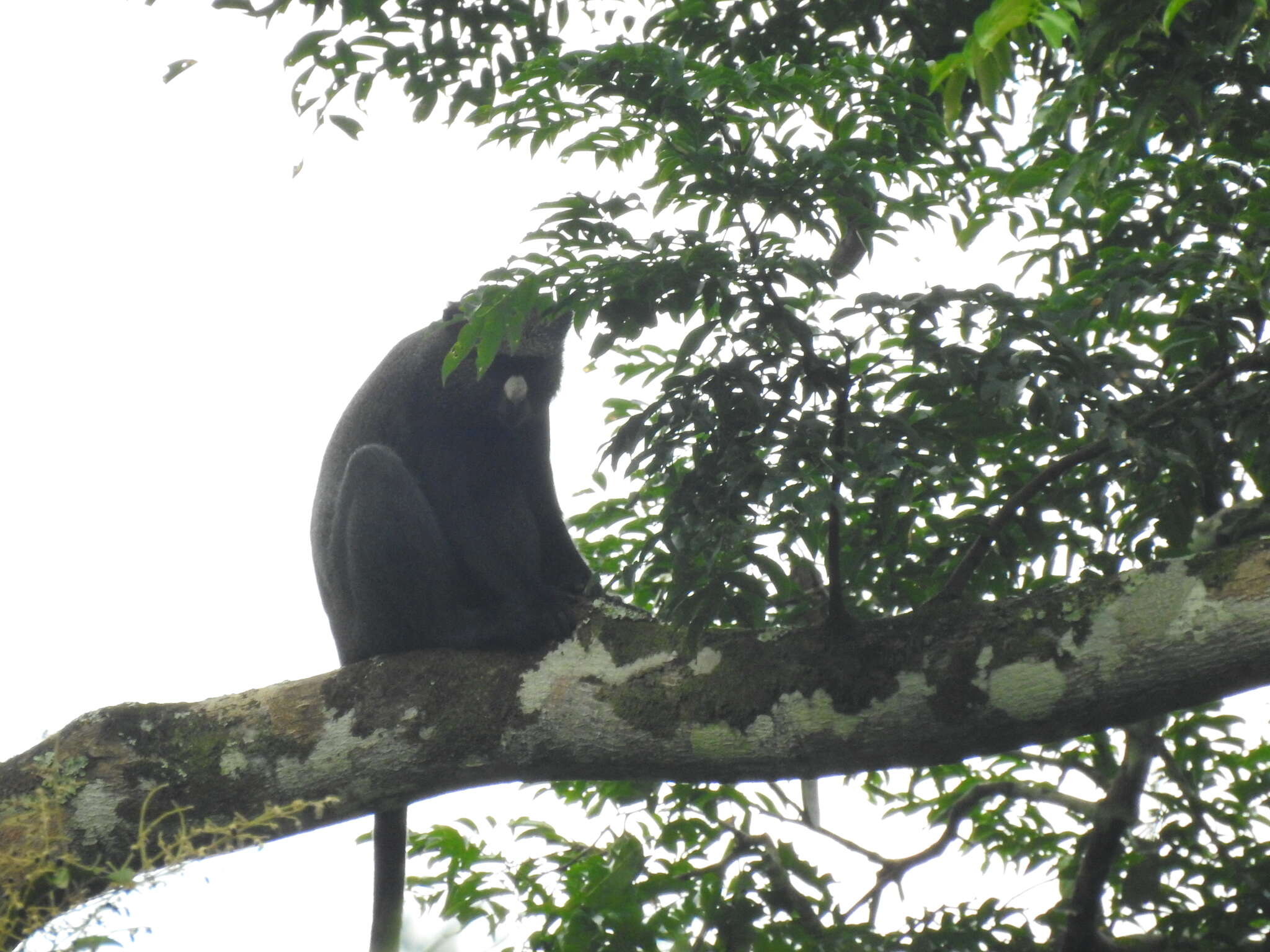 Image of Greater Spot-nosed Guenon