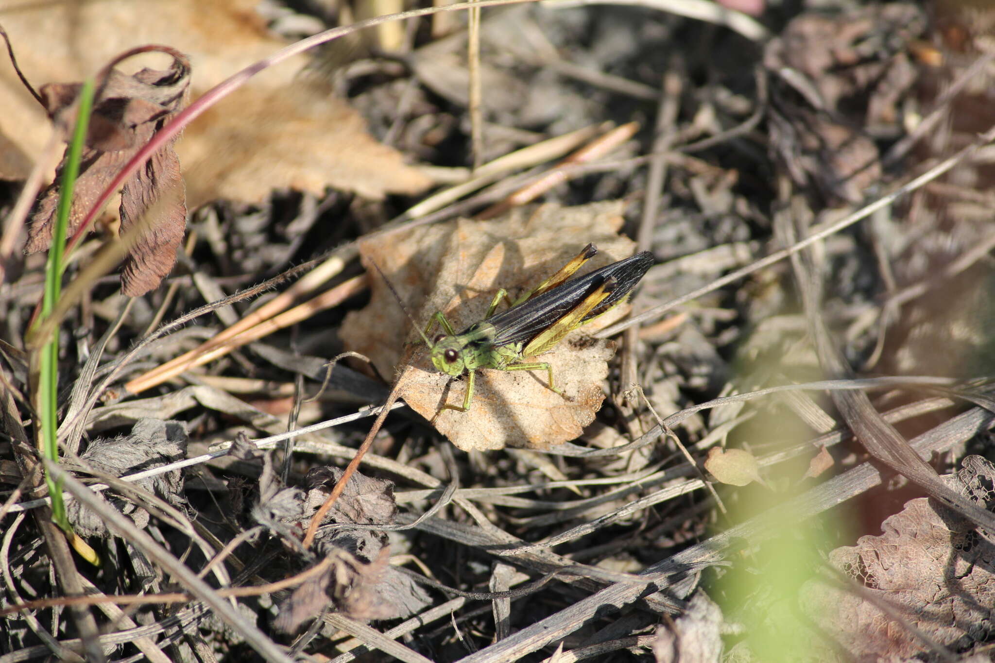 Megaulacobothrus aethalinus (Zubovski 1899) resmi