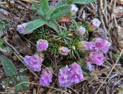 صورة Armeria caespitosa (Ortega) Boiss.