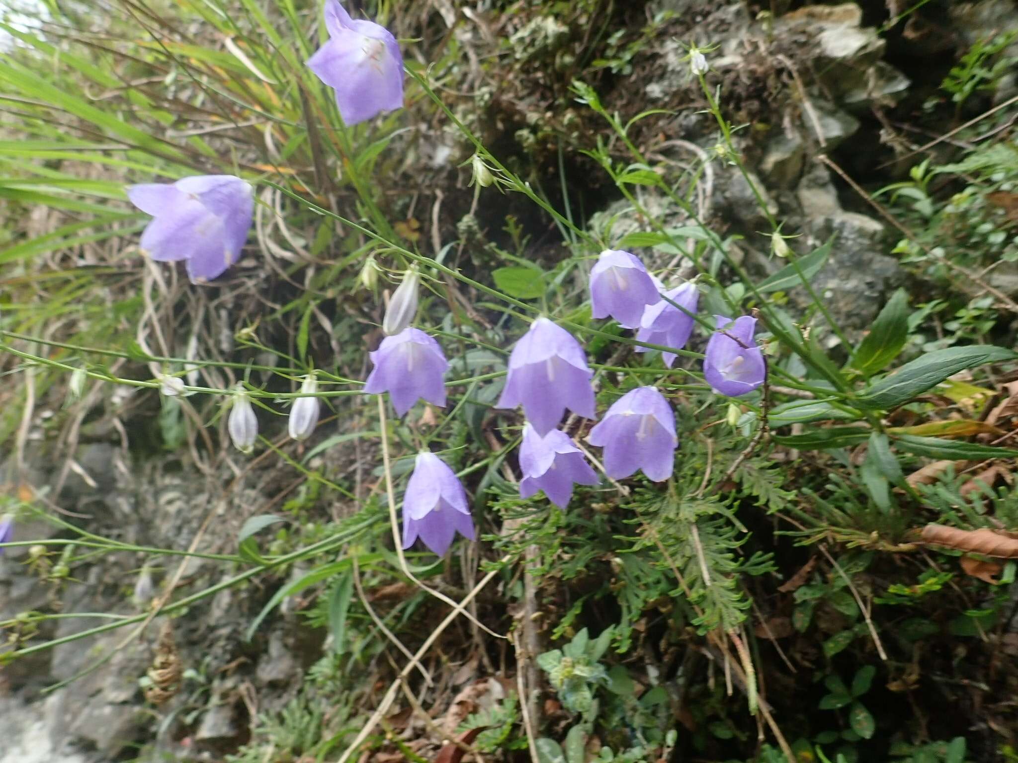 Imagem de Adenophora morrisonensis Hayata