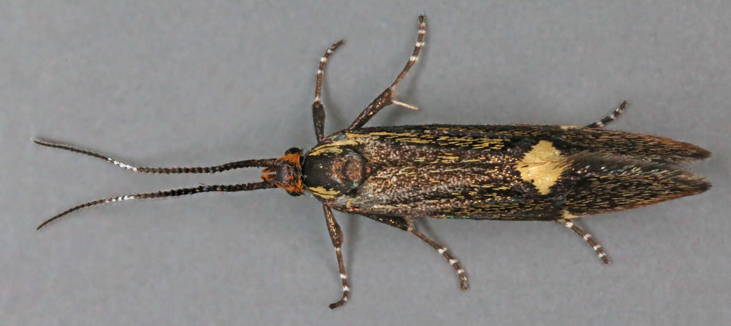 Image of Esperia sulphurella