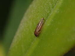 Image of Tristania psyllid