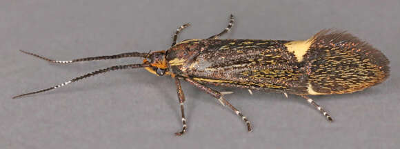 Image of Esperia sulphurella