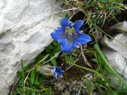 صورة Gentiana angustifolia Vill.