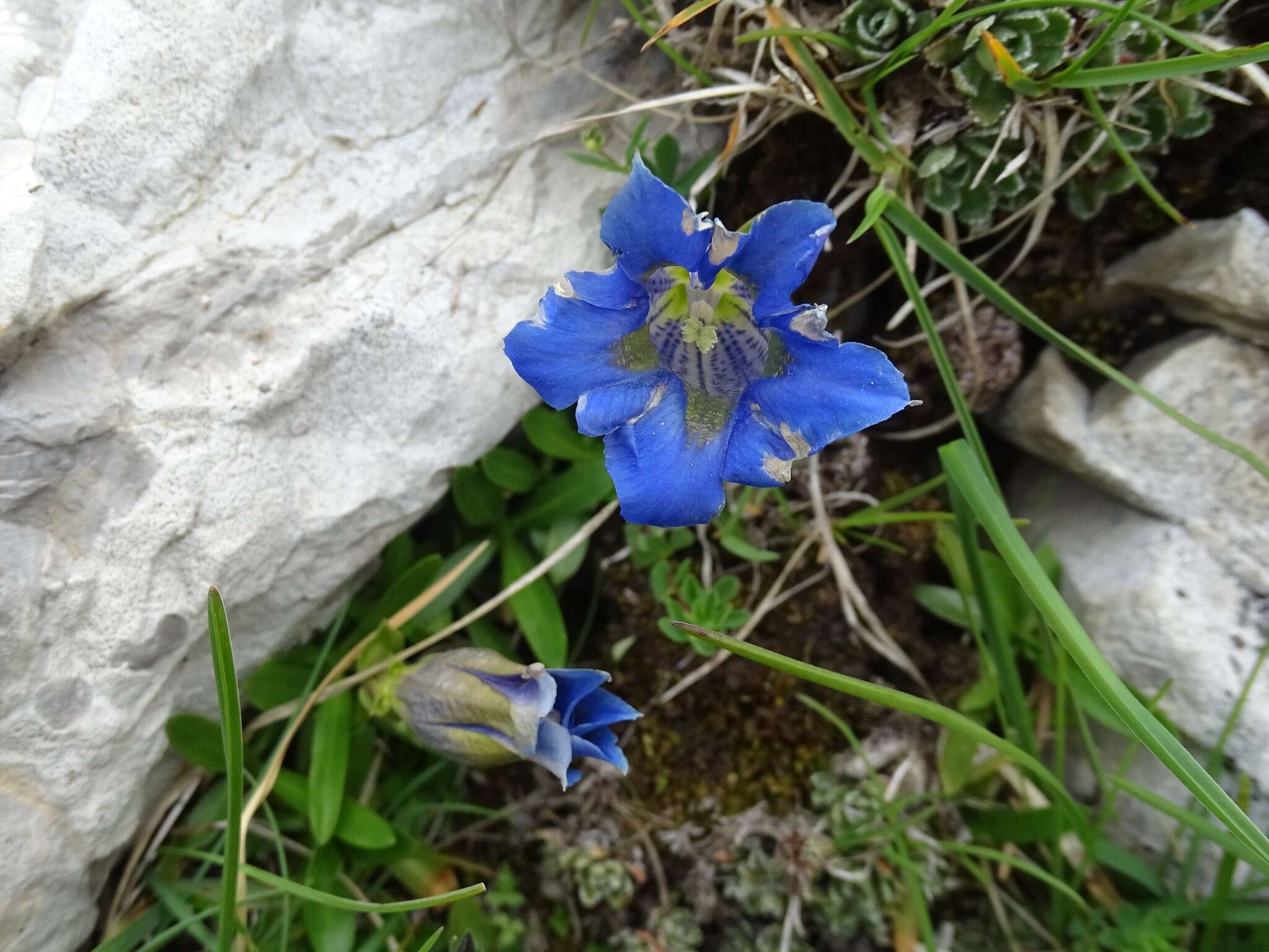 صورة Gentiana angustifolia Vill.