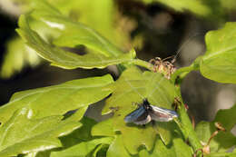 Image of Adela reaumurella