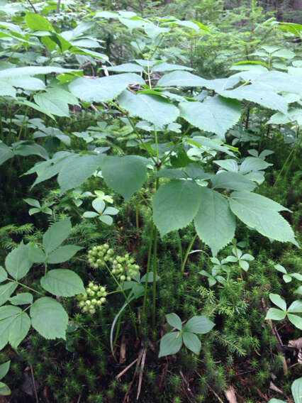 Image of wild sarsaparilla