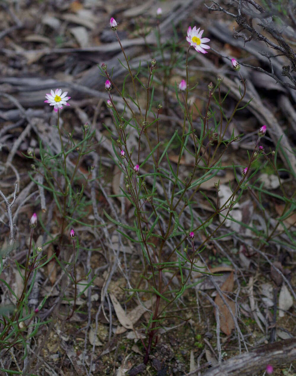 Image of Lawrencella rosea Lindl.