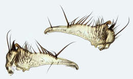 Image of Mycetophila fungorum (De Geer 1776)