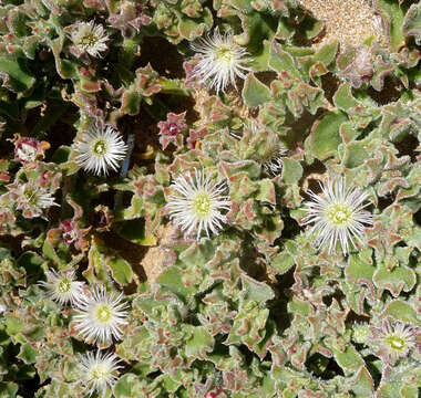 Image of common iceplant