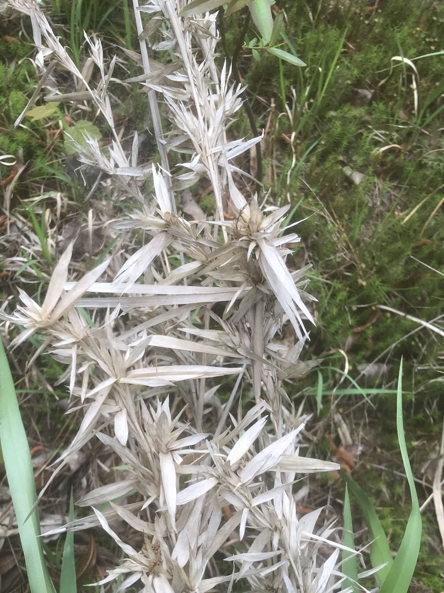 Image of Woolly Rosette Grass