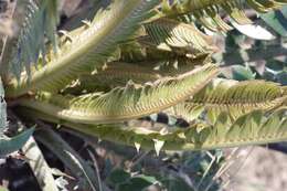 Image of Modjadji Cycad