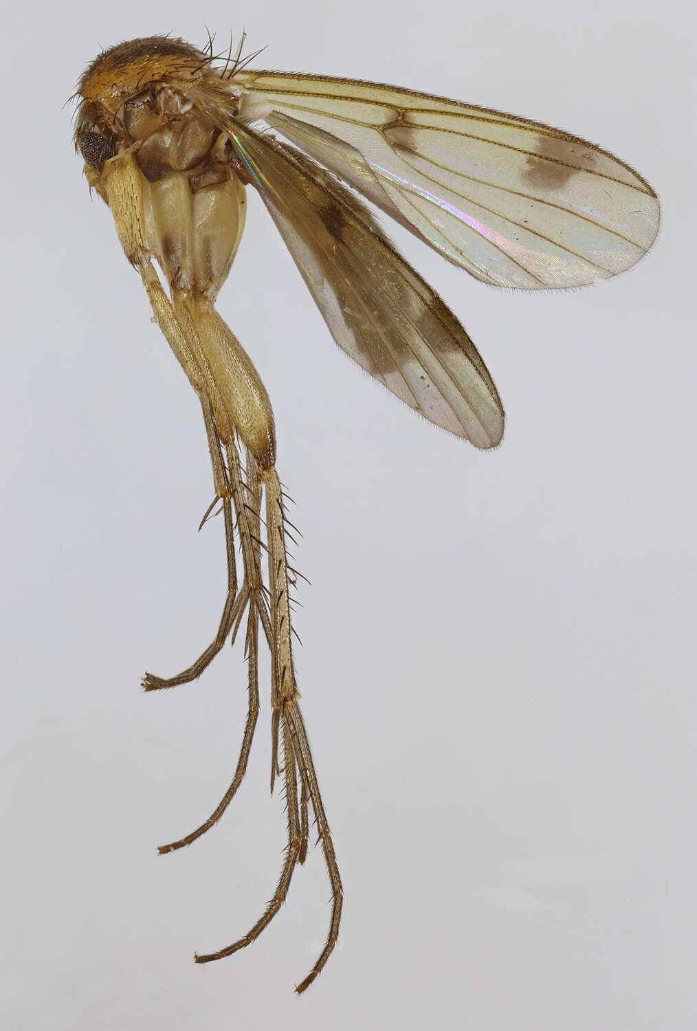 Image of Mycetophila formosa Lundstrom 1911