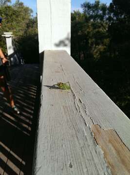 Image of western true katydids