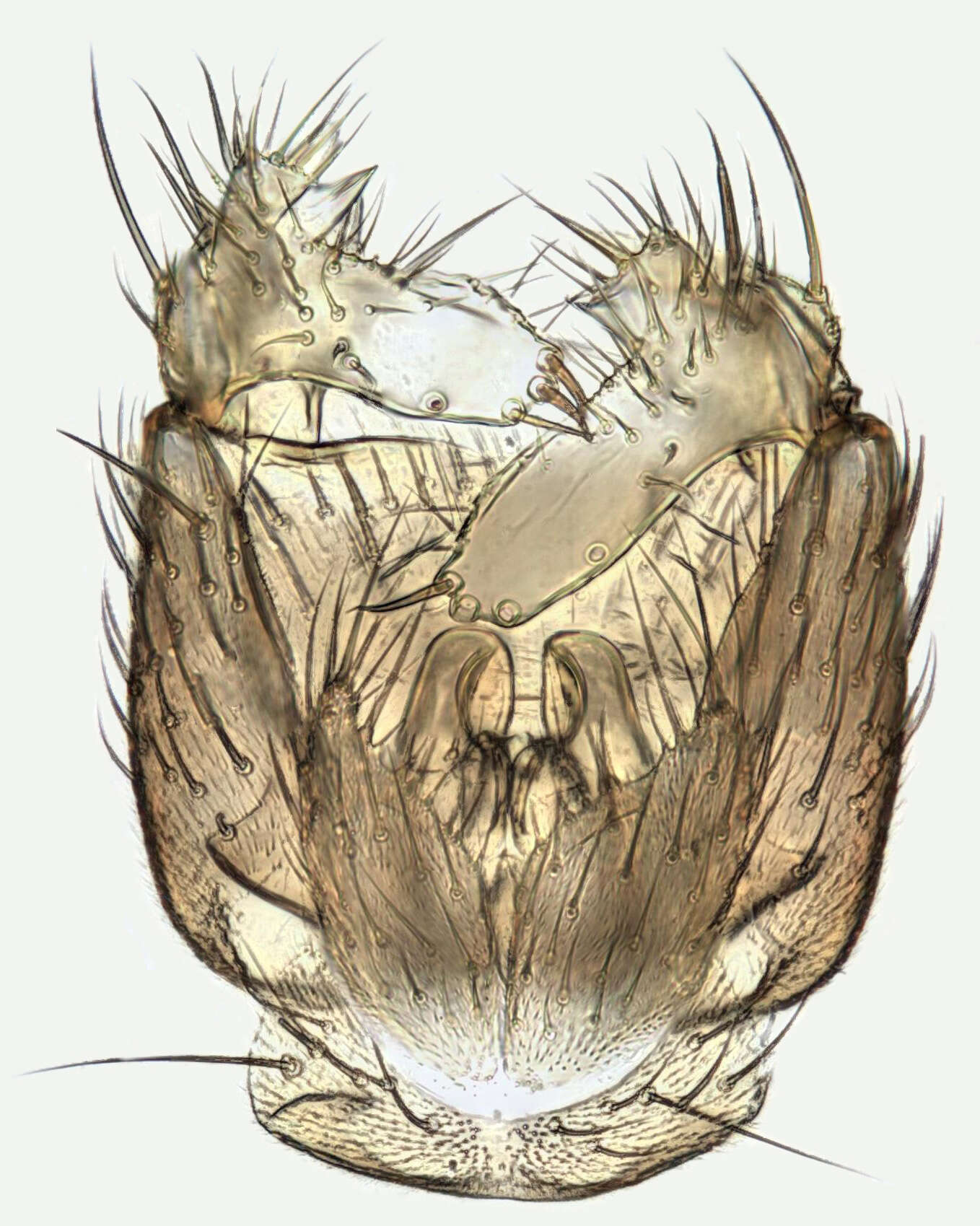 Image of Mycetophila formosa Lundstrom 1911