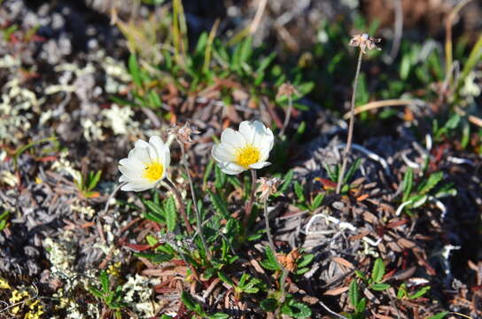 Image of crenulate mountain-avens