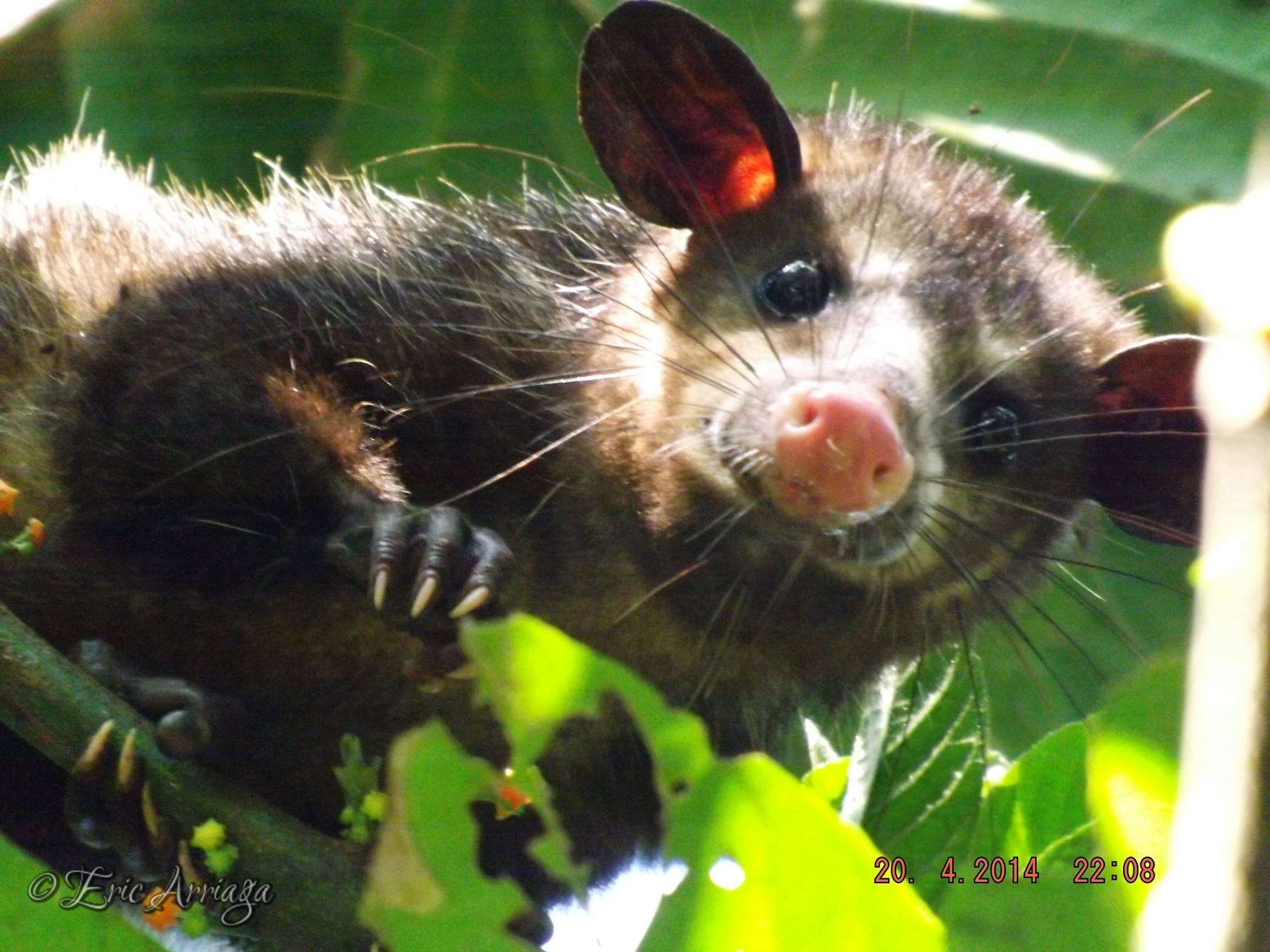 Image of Black-eared Opossum