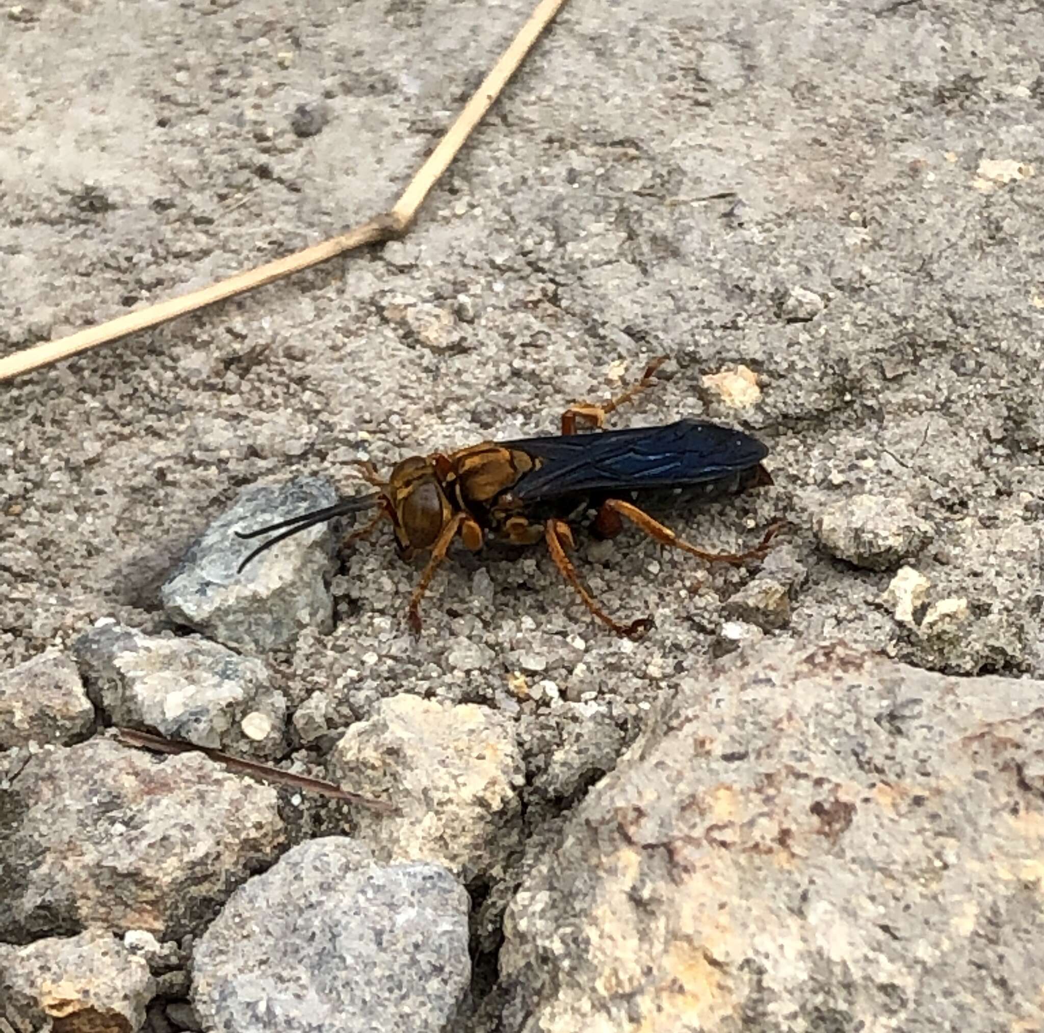 Image of Golden cricket wasp