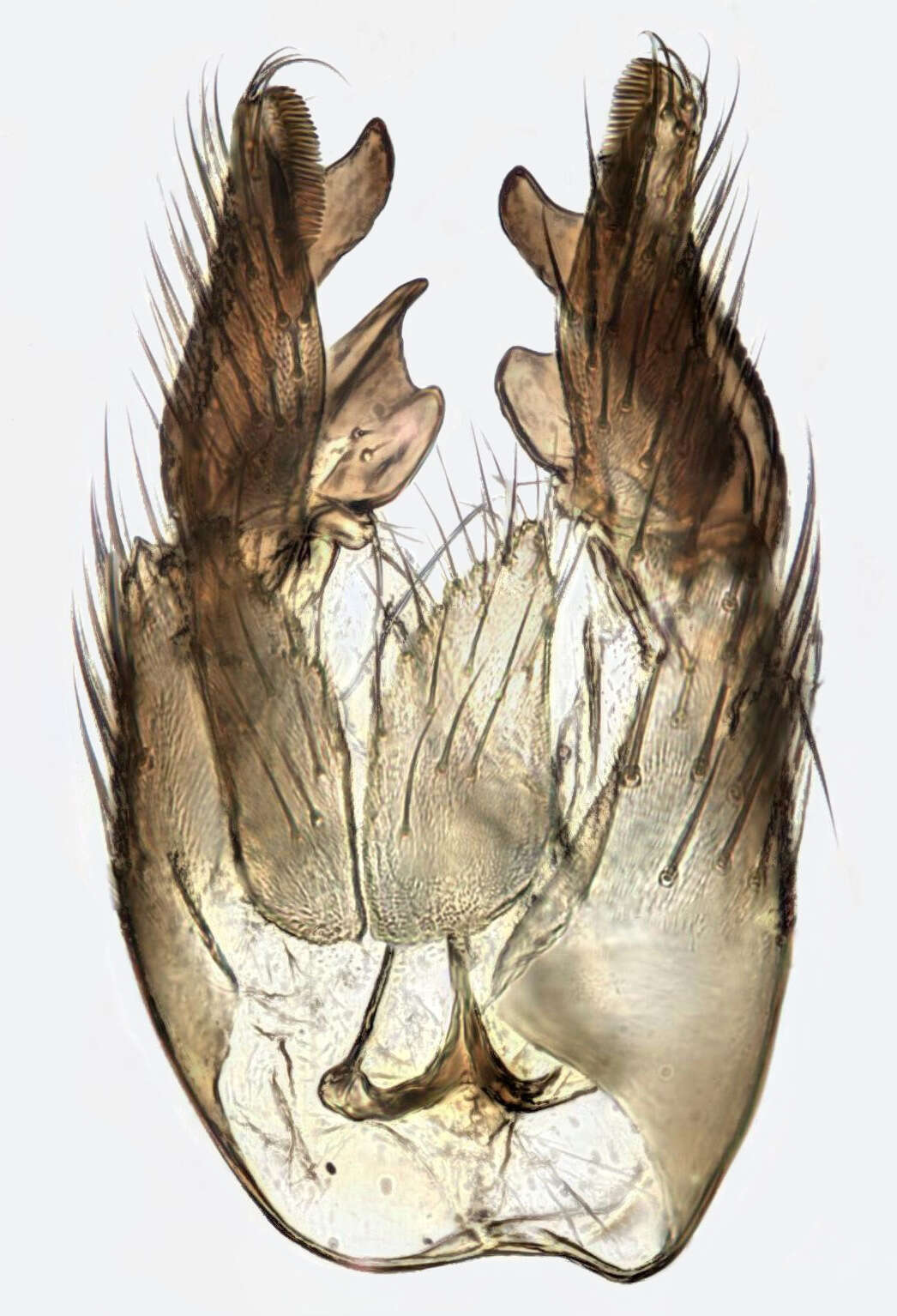 Image of Cordyla flaviceps (Staeger 1840)