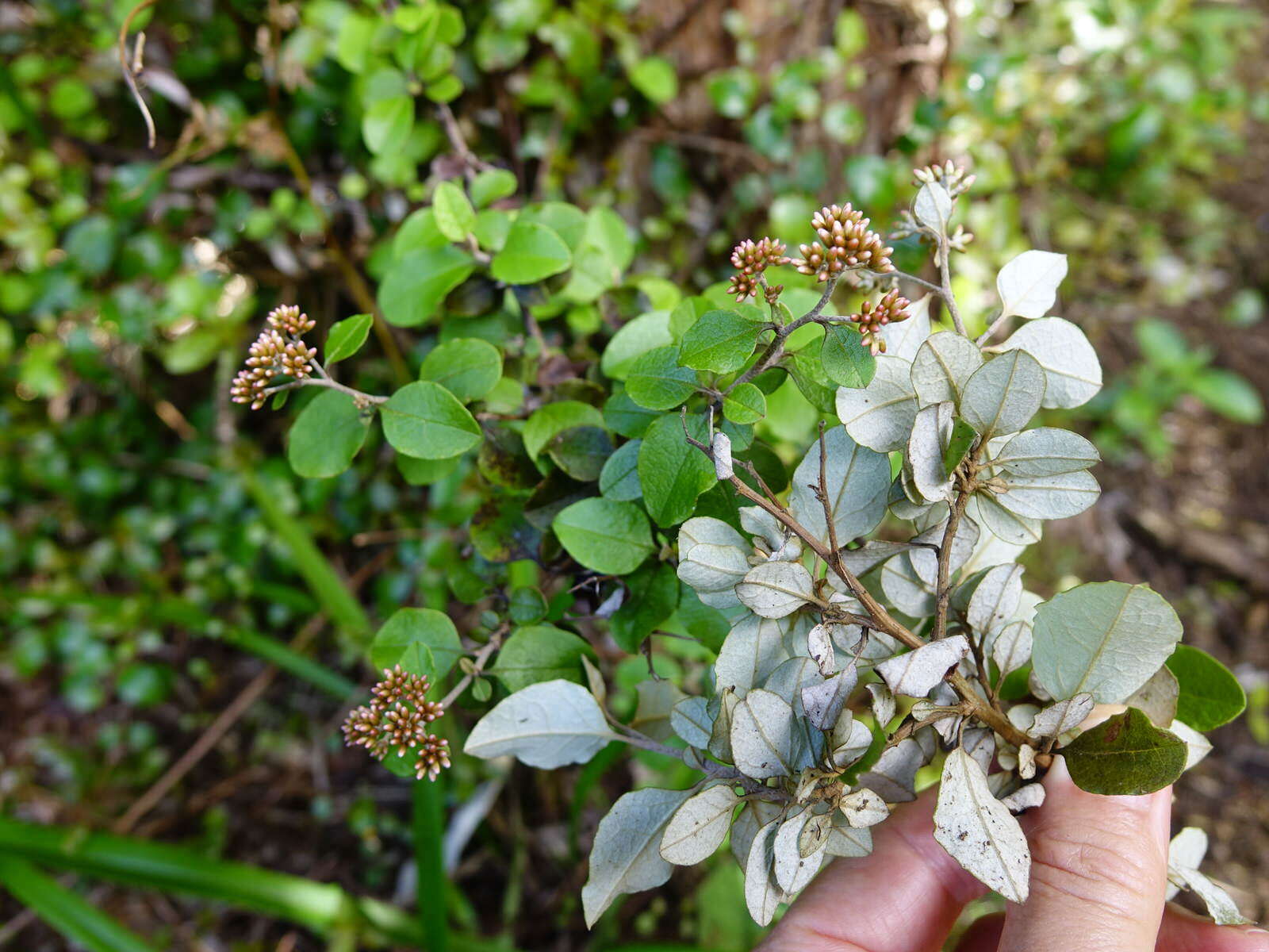 Image of Ozothamnus glomeratus Hook. fil.