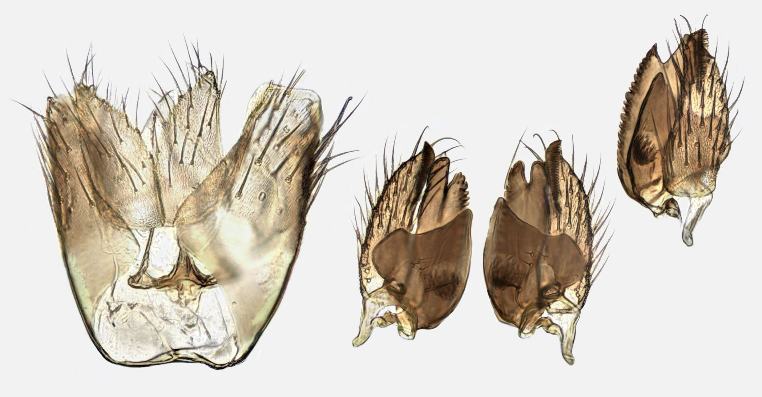 Image of Cordyla flaviceps (Staeger 1840)