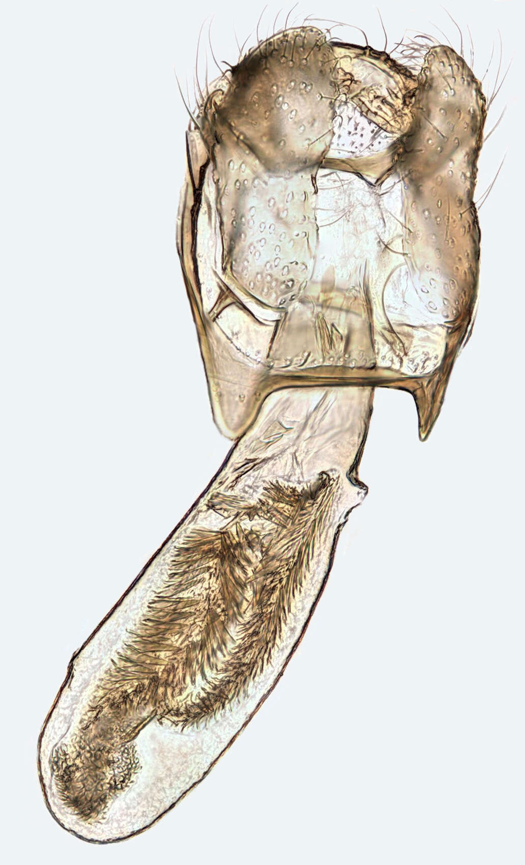 Image of Stigmella hybnerella (Hübner 1796) Fletcher et al. 1945