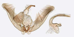 Image of Platyptilia gonodactyla (Denis & Schiffermüller 1775)